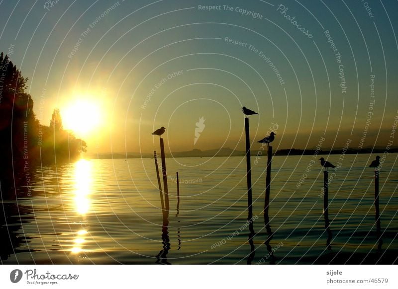 Vögel im Sonnenschein Vogel See Sonnenuntergang Insel Reichenau Sommer gelb Bodensee Pfosten möven Himmel blau