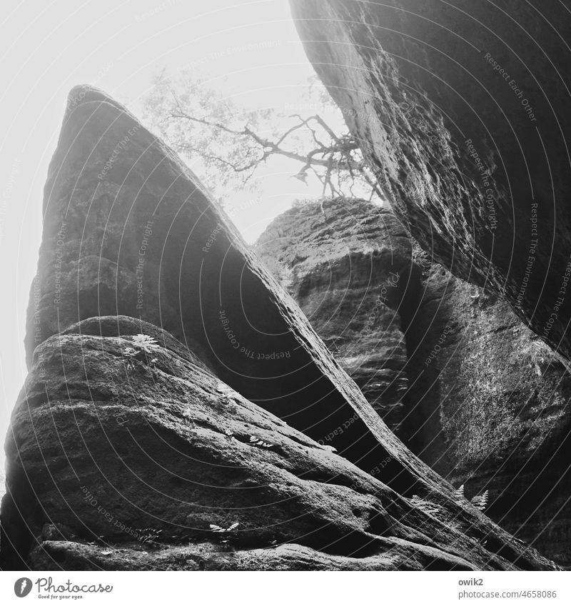 Klamm Felsen Sandstein Elbsandsteingebirge Baum hoch groß Idylle Totale erhaben Menschenleer ruhig Sächsische Schweiz gigantisch Schwarzweißfoto Schönes Wetter