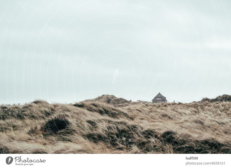 ein einsames Haus in den Dünen - Winter am Meer Ferienhaus abgelegen Einsamkeit isolation Dünengras Wind Nordsee Küste Natur Strand Landschaft