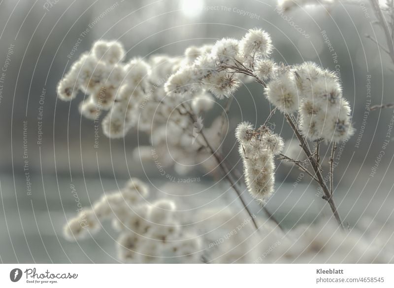 Flauschig weiche Samendolden an bereits vertrockneten Stängeln - unscharfer Hintergrund und feines Bokeh sw/weiß Samenkapseln Blütensamen zentraler Blick