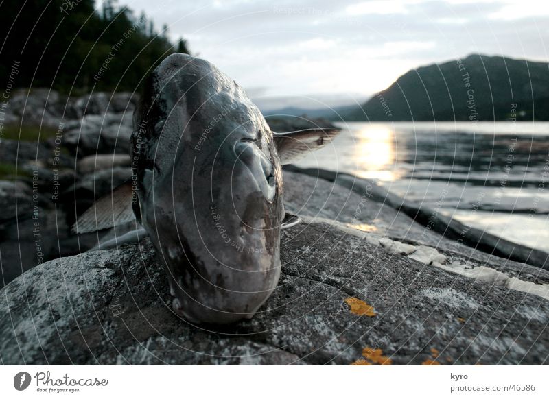 just the happy fish nah Norwegen Baum Angeln Sonnenuntergang Ironie Fisch Auge Wasser Fjord Schwimmhilfe Berge u. Gebirge Felsen Stein Küste Blick Ernährung