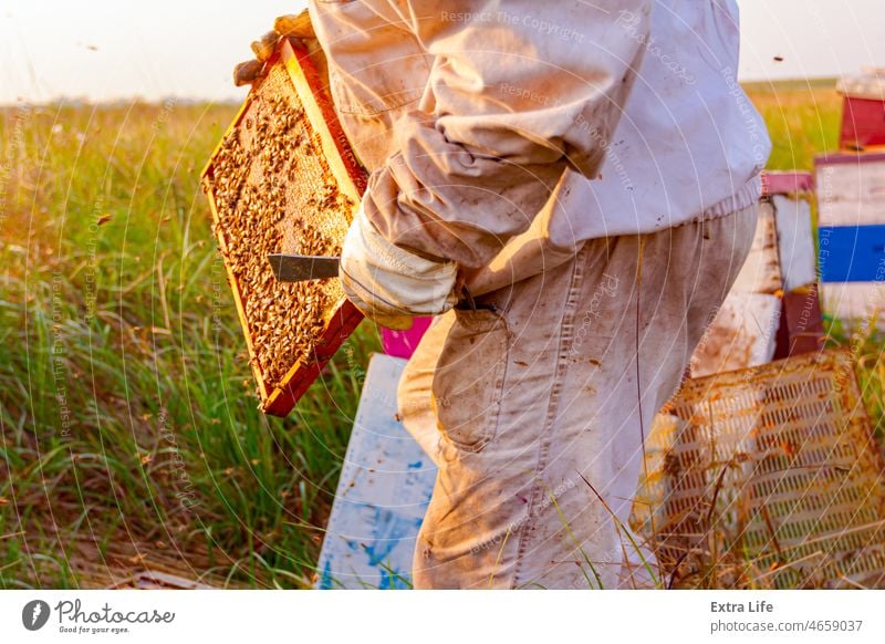 Imker, Imkerin prüft Bienen auf einem Holzrahmen mit Waben Aktivität Bienenkorb Bienenzucht Bienenhüter Bienenstock Bienenwachs brüten beschäftigt Pflege Zellen