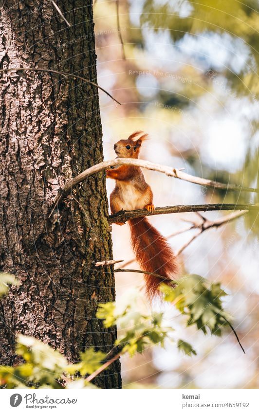 Eichhörnchen auf Ast sitzen schauen Baum Zweig niedlich rot Tier Wildtier Natur Fell Tag Wald Tierporträt