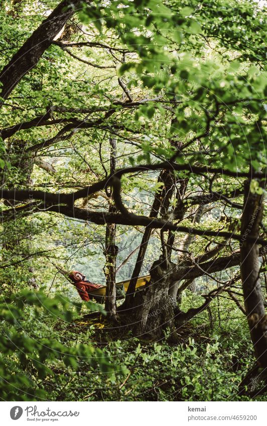 In der Hängematte chillen Wald Natur Ruhe ausruhen Naturerlebnis Naturliebe hängen liegen schlafen Mensch grün träumen Zufriedenheit Pause Gelassenheit bequem