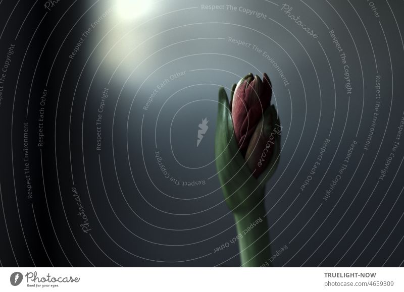 Bettgeschichten 3 | 9  "Ooooh! So eine feine schöne Knospe - darüber lässt sich wohl reden..." Amaryllis Blume Amaryllis-Knospe Blüte Blütenknospe geschlossen