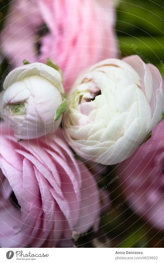 Zarte Ranunkelblüten Ranunculus Blume Blumenstrauß trendy Haufen Blütezeit Strauß Ranunkeln Hintergrund nordisch geblümt Keramik-Vase rosa Inneneinrichtung