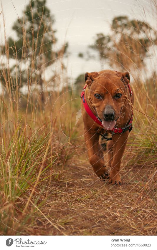 Pitbull läuft durch hohes Gras. Hund Haustier Tier Eckzahn Porträt züchten Terrier Welpe vereinzelt niedlich heimisch schwarz weiß Säugetier Rohr Korso braun