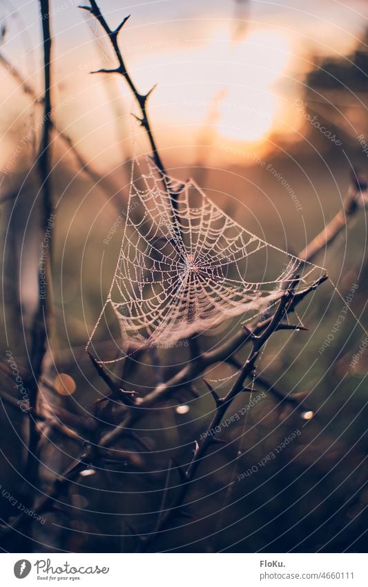 Spinnennetz mit Tautropfen im Sonnenaufgang Morgentau Morgendämmerung Sonnenuntergang Sonnenlicht warm Wärme Natur Insekt Insekten Netz nass Zweige Buchse