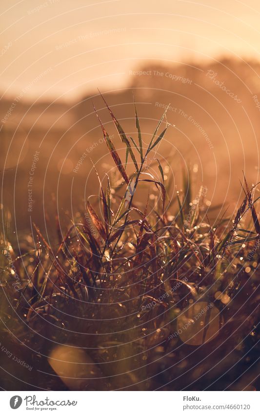 Mit Tau bedeckte Blätter im warmen Morgenlicht Pflanze Blatt Natur wachsend Sonnenuntergang Sonnenaufgang Sonnenlicht Wärme orange Windstille ruhig Morgentau