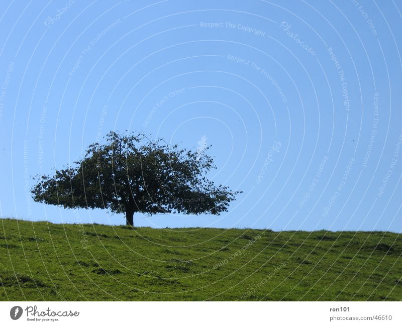 TREE Baum Wiese Feld grün Blatt ruhig tree Himmel blau Baumstamm