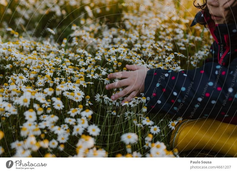 Close up Kind Hand berühren weißen Blumen Nahaufnahme Halt Detailaufnahme Haut Farbfoto Finger Kindheit Mensch Kinderhand weiße Blumen Wildblumen Frühling