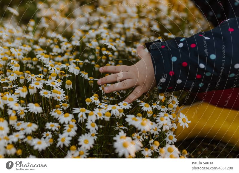 Close up Kind Hand berühren weißen Blumen Nahaufnahme Finger Detailaufnahme Außenaufnahme Kindheit Farbfoto Wildblumen Gänseblümchen Gänseblümchenwiese Frühling