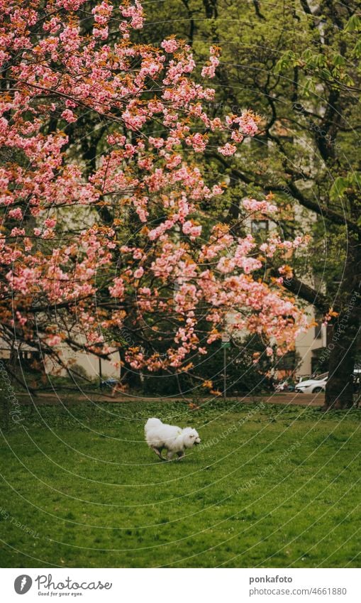 Weißer Samojedenhund läuft unter dem Sakurabaum samojed Frühling im Freien Landschaft Europa geblümt Überstrahlung Blütenblatt natürlich Park Blume Japan