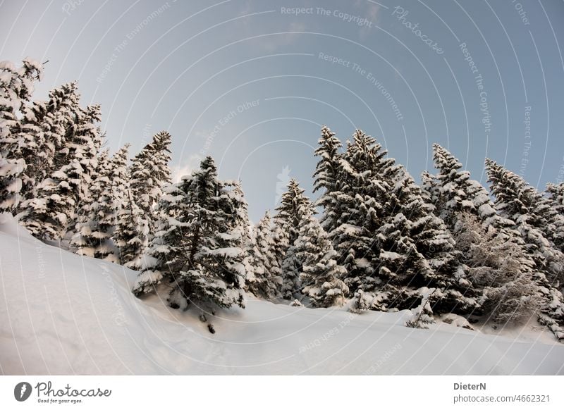 Winter Wonderland Schnee Baum Wald Himmel