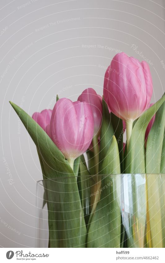 lila Tulpen in einer Vase lilarosa Vase mit Blumen Frühling Blumenstrauß Blüte grün Blühend Innenaufnahme