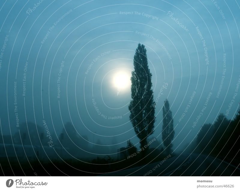 Sonnennebel Nebel Baum Herbst Sonnenaufgang Licht Morgen Landschaft blau