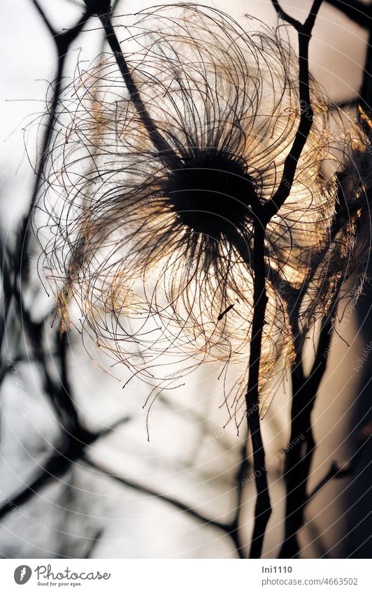 Samenstand der Clematis tangutica vor letzten Sonnenstrahlen im März Silhouette Waldrebe Pflanze Kletterpflanze Fruchtschmuck dekorativ puschelig Watteartig