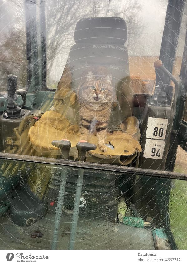 Katze fährt Bagger Tageslicht sitzen Tiegerkatze Tier Hauskatze Natur Tierporträt Fauna Sitz Fenster Schalthebel Führerhaus beobachten Himmel Baum Winter nass