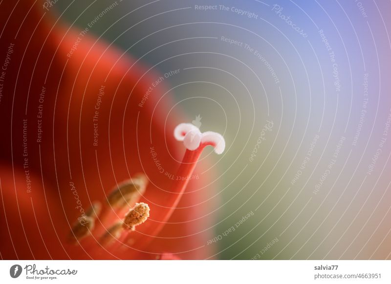 Amaryllis mit Fokus auf Blütenstempel Blume Amaryllisgewächse rot Stempel Makroaufnahme Amaryllidaceae Pollen gelb schön Schwache Tiefenschärfe Detailaufnahme