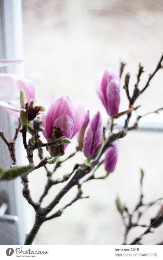 Blühender Magnolienzweig in einem hellen weißen Fenster Magnoliengewächse Magnolienblüte magnolie Frühling Blüten Zweig Magnolienbaum rosa Natur Garten