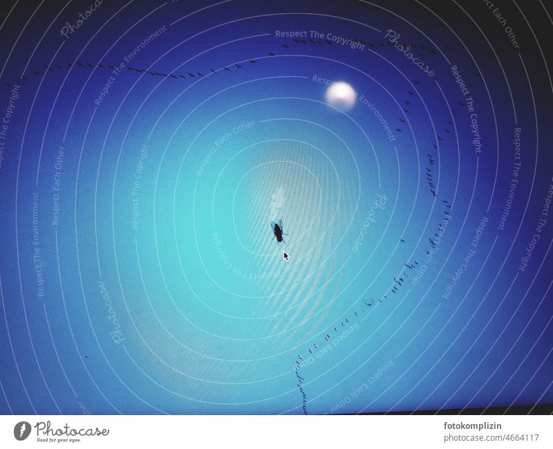 Ziehvögel, Fliege, Mond und Pfeil auf blauem Monitor skuril seltsam lustig skurril fliegen Flug Himmel Mücke fliegend Bedeutung stechen stechend Flügel