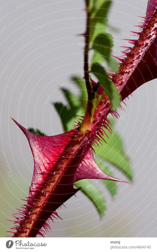 Die spitzen Waffen der Pflanzenwelt. Dornen Spitze rot Warnfarbe gefährlich Verletzungsgefahr Drohung stachelig bedrohlich Schwache Tiefenschärfe Natur Schmerz