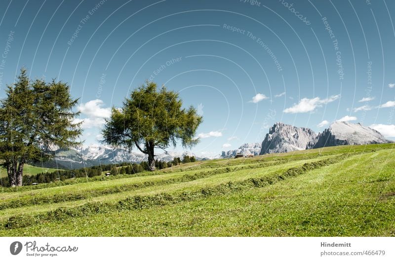 Zwei Europäische Lärchen Ferien & Urlaub & Reisen Tourismus Sommerurlaub Umwelt Natur Himmel Wolken Schönes Wetter Baum Gras Wiese Hügel Felsen Alpen