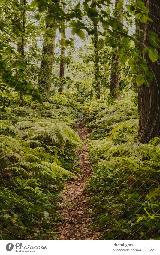 Pfad durch den Laubwald. Links und rechts von Farnblättern eingerahmt. braun grün Wege Natur Pflanze Wald Wege & Pfade Farnblatt Umwelt Außenaufnahme