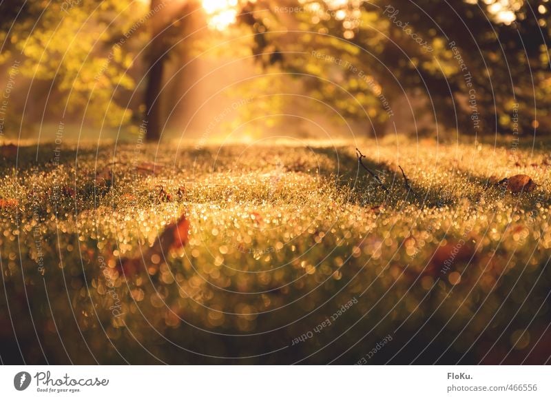 sternenstaub im high-end nebel Umwelt Natur Pflanze Erde Wassertropfen Sonnenaufgang Sonnenuntergang Sonnenlicht Sommer Herbst Schönes Wetter Nebel Gras Blatt