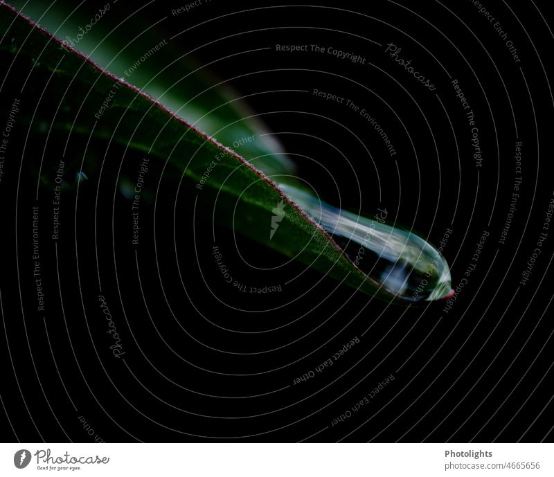 Wassertropfen auf der Spitze eines Blattes Tropfen Blattspitze laufen Regen Pflanze grün Makroaufnahme nass Nahaufnahme Farbfoto Außenaufnahme Natur