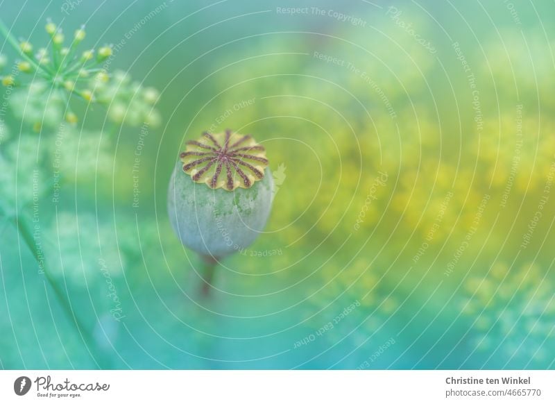 Mohnkapsel und verschwommene Blütendolden Kapselfrucht samenstand Papaver rhoeas Klatschmohn verblühter Mohn natürlich Flora Natur außergewöhnlich wunderschön