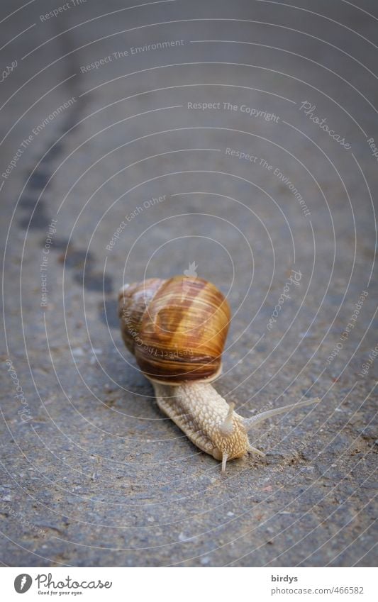 Weinbergschnecke welche auf dem  Asphalt eine Schleimspur hinter sich herzieht Weinbergschnecken Straße Schnecke 1 Tier Bewegung authentisch positiv schön