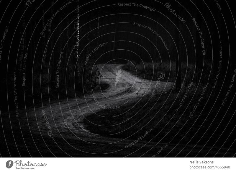 kurvenreiche Straße im dunklen Wald und eine helle Birke dunkel trist Schmutz unbefestigter Weg Landschaft Baum Natur Frühling reisen ländlich geschlängelt
