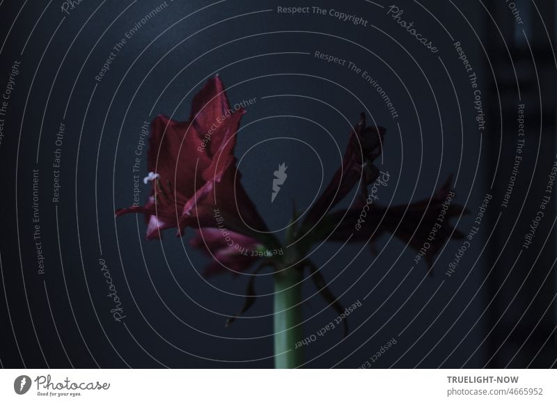 Sterbende Amaryllis Blüte in der Dunkelheit eines frühen Morgens verblüht low key rot grün Samenstand sterben Trauer Schmerz Vergänglichkeit Schatten Dämmerung