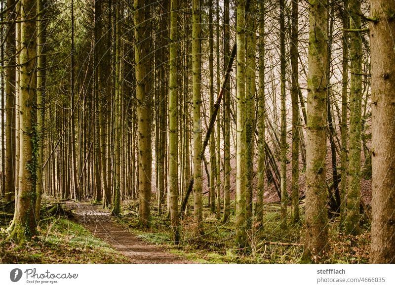 Weg durch einen Nadelwald am Hang Wald Natur Außenaufnahme Baum Landschaft Farbfoto Umwelt Nadelbaum Menschenleer Pflanze Tag Tanne Baumstamm Licht Sonnenlicht