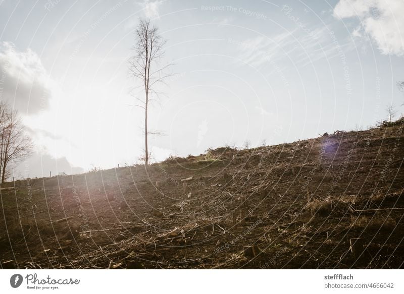 Ein einsamer Baum am Hang hat den letzten Sturm überlebt Wald Natur Tag Außenaufnahme Landschaft Menschenleer Farbfoto Himmel Sonne sonniger Tag Sonnenlicht