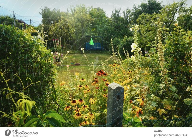 Blüten und Ranken Garten Blume Sträucher Wiese Baum Gras Pflanze Natur Landschaft Sommer Schönes Wetter natürlich Umwelt Blühend mehrfarbig grün Idylle rot