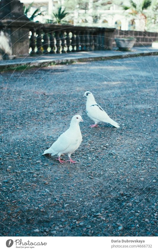 Zwei weiße Tauben Haustier heilig Schönheit niedlich schön Religion Schnabel Fröhlichkeit Tierwelt Liebe Freiheit Vogel Hintergrund Flügel Konzept Vögel Feder