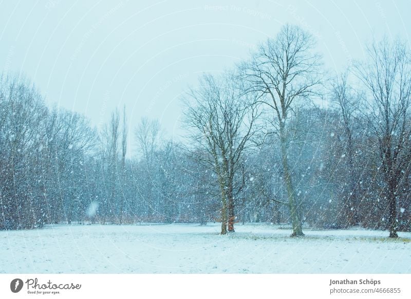 Schneefall am Waldrand schneien Schneeflocken Winterlandschaft kalt Waldwiese weiß Winterstimmung Wetter Wintertag Außenaufnahme winterlich Natur Landschaft