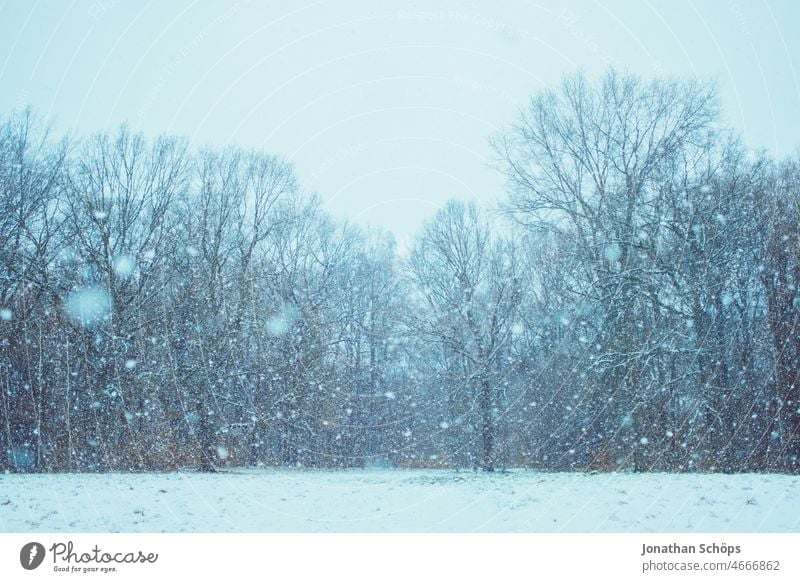 Schneefall am Waldrand schneien Schneeflocken Winterlandschaft kalt Waldwiese weiß Winterstimmung Wetter Wintertag Außenaufnahme winterlich Natur Landschaft