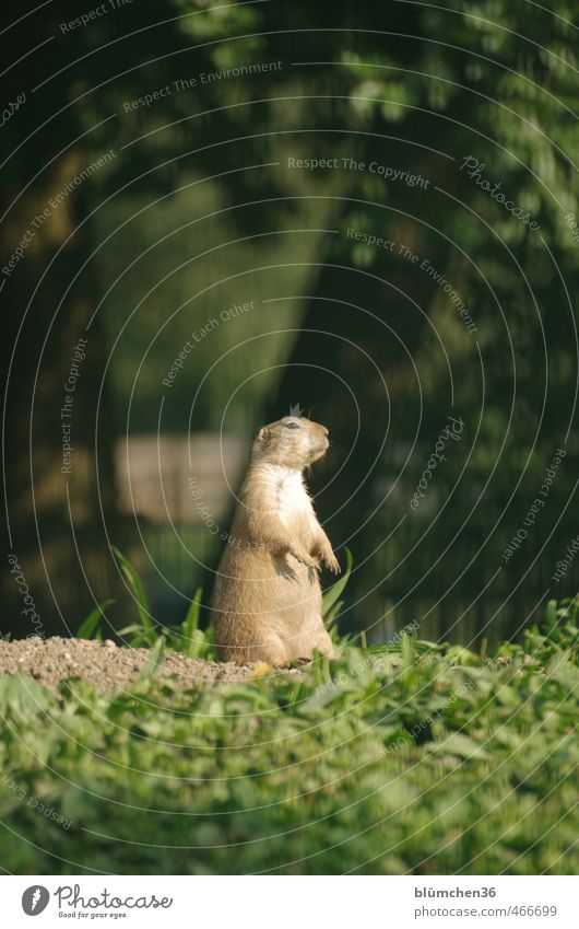 Wo bleibt denn die Wachablösung? Tier Wildtier Tiergesicht Fell Pfote Präriehund Säugetier Nagetiere Erdhörnchen 1 beobachten hören stehen klein natürlich