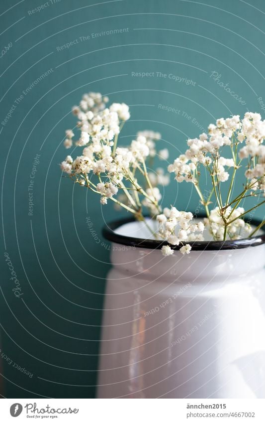 weißes Schleierkraut in einer Vase vor einer dunkeltürkisen Wand Strauß Blumen blühen dekoration Dekoration & Verzierung Blüte Blumenstrauß Frühling Natur