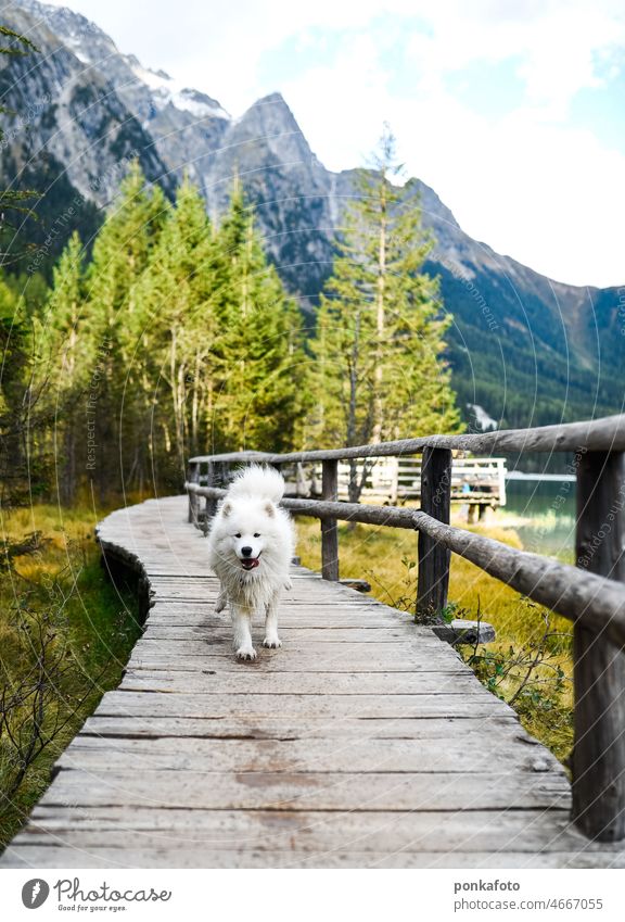 Samojedenhund läuft in den Bergen samojed Hund Tier Tierporträt Rassehund Farbfoto Haustier Tiergesicht Hundekopf Berge u. Gebirge im Freien Blick Tierliebe