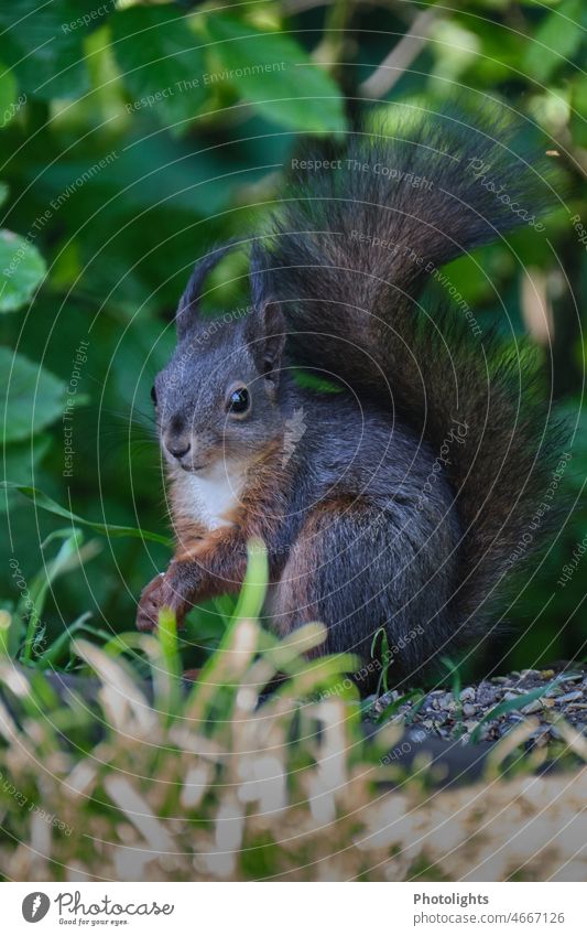 Eichhörnchen schaut neugierig in die Kamera wild Baum weich Natur Blätter Landschaft Fell Wald Europäisches Eichhörnchen Tier niedlich kuschelig weich kuschlig