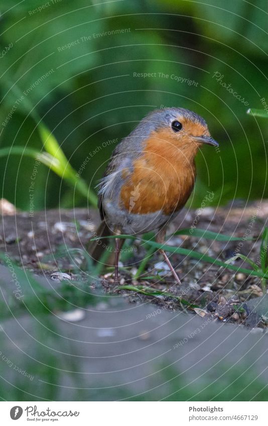 Rotkehlchen blickt neugierig in die Kamera weiß schwarz gelb orange beobachten Blick nah gefiedert Außenaufnahme Farbfoto Tier Natur Nahaufnahme Schönes Wetter