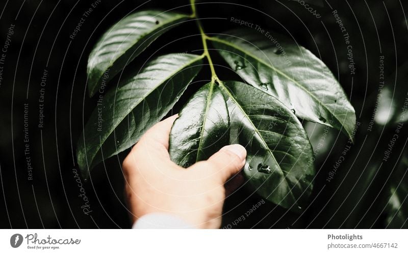 Hand fühlt das Blatt eines Kirschlorbeerbaums Gefühl glänzend Pracht grün Finger Hecke sanft Natur Pflanze Nahaufnahme Sträucher Außenaufnahme Baum Farbfoto