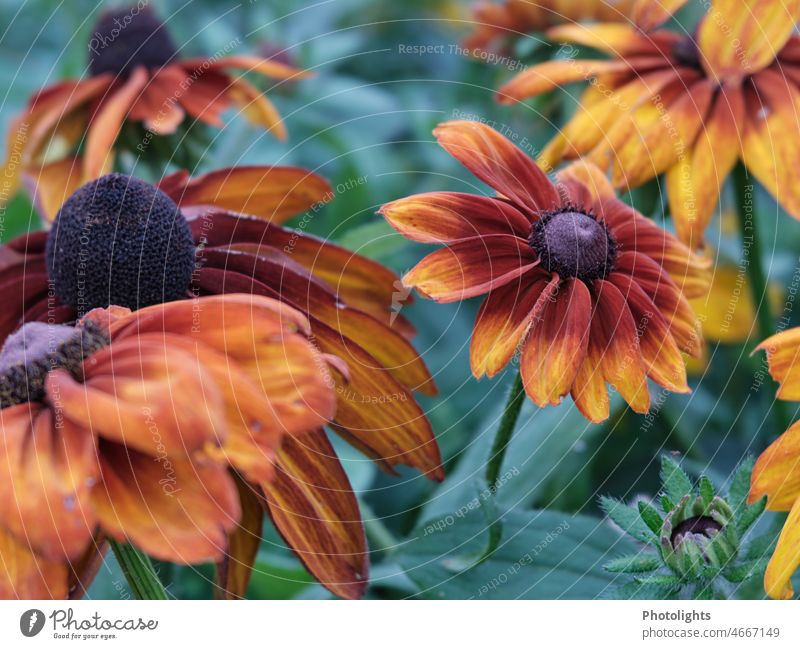 Der Sonnenhut - ein Farbtupfer im Sommer Korbblütler gelb blühen Blütenstände Blütenstand Sommerblume Blume Pflanze rot braun grün viele geringe Tiefenschärfe