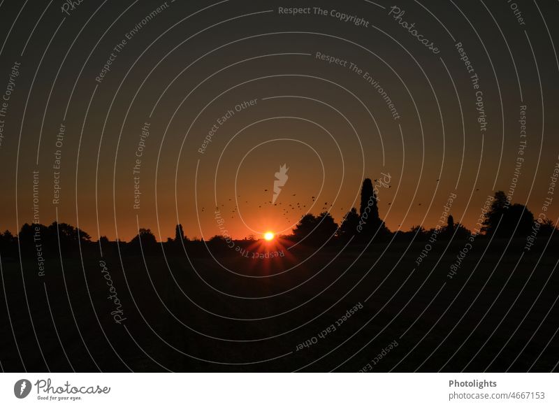 Sonnenaufgang mit Vogelschwarm Sehnsucht Landschaft Wolkenloser Himmel Horizont Sommer Dämmerung Gegenlicht Silhouette Farbfoto Außenaufnahme Sonnenuntergang