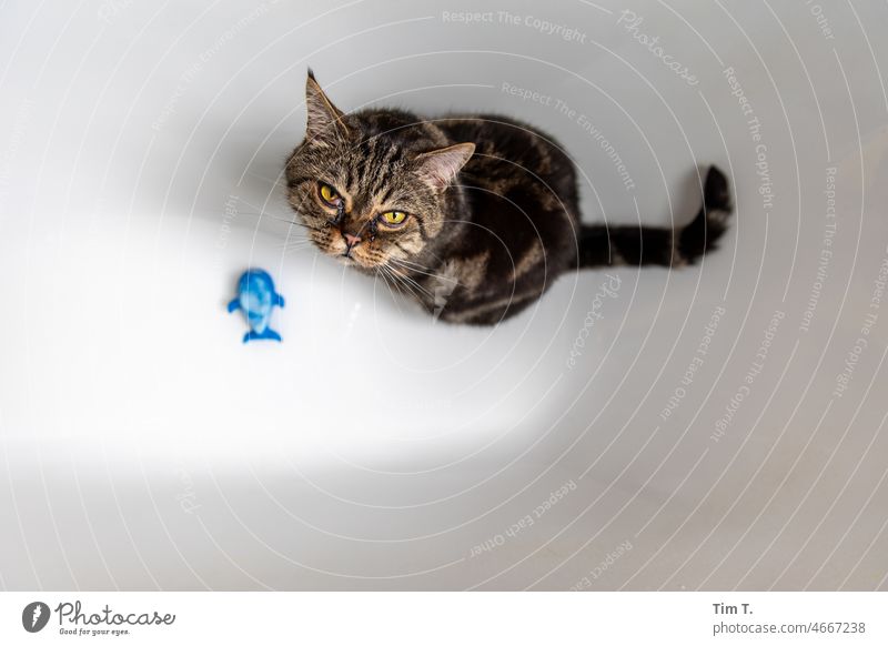 Kater in der Badewanne mit Wal Katze Haustier Tier Fell Hauskatze Tierporträt Blick beobachten kuschlig niedlich Tiergesicht Katzenkopf Schnurrhaar Neugier