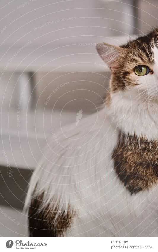 Langhaarige Katze sitzt auf einer weißen Treppe, ein grünes Auge blickt in die Kamera Kater langhaarig hübsch Haustier Tier Fell Hauskatze fluffig niedlich